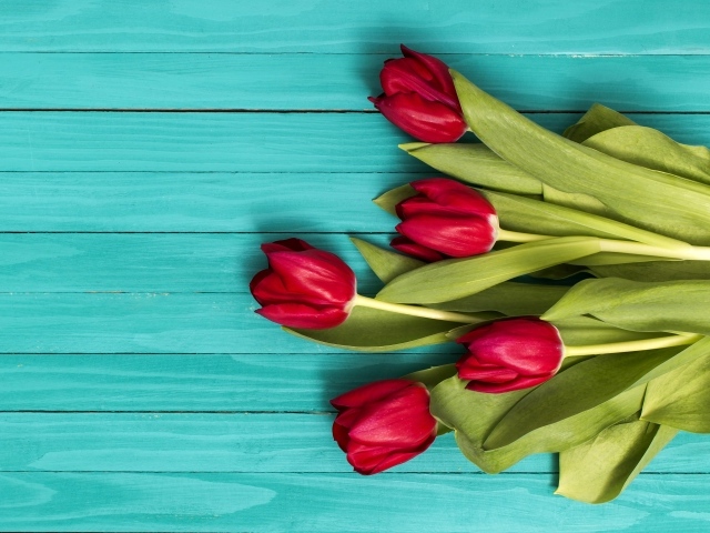 Красные тюльпаны на голубом деревянном фоне