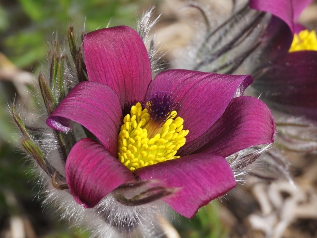 Цветок прострела крупным планом
