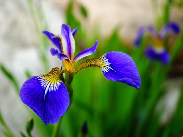 Маленький нежный синий цветок ириса