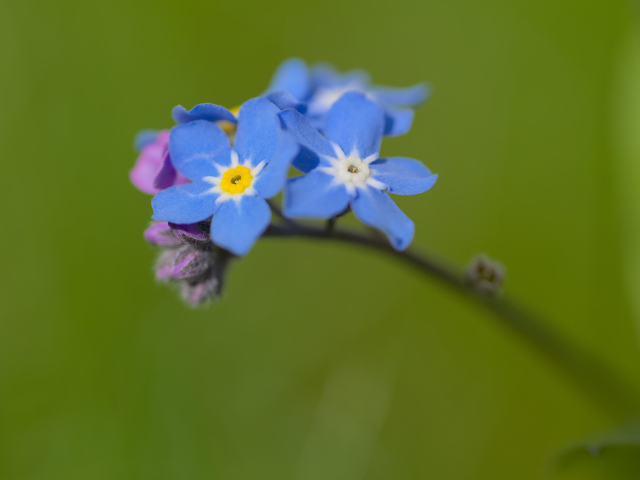 Маленький цветок незабудка на зеленом фоне