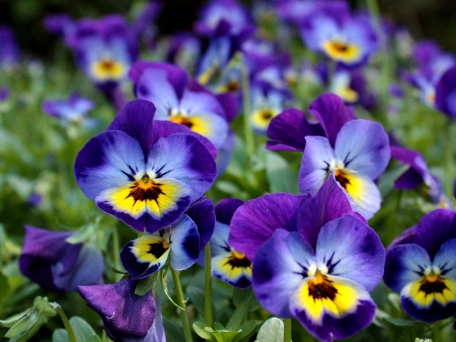 Маленькие цветы Анютины глазки