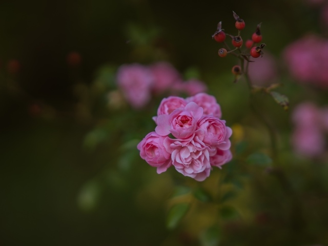 Мелкие розовые кустовые розы