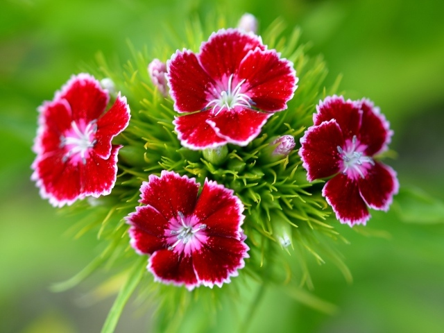 Мелкие красные цветы садовой гвоздики