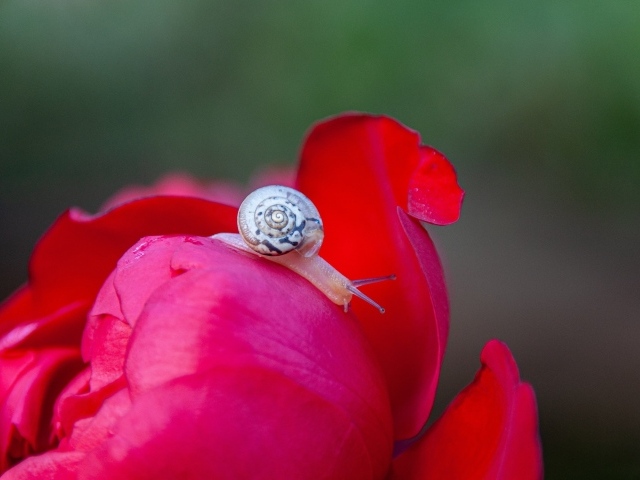 Маленькая улитка на цветке пиона
