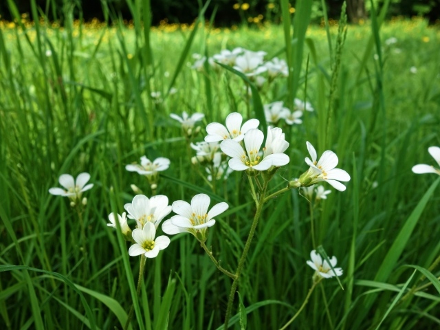 Маленькие белые цветы крестовик в зеленой траве