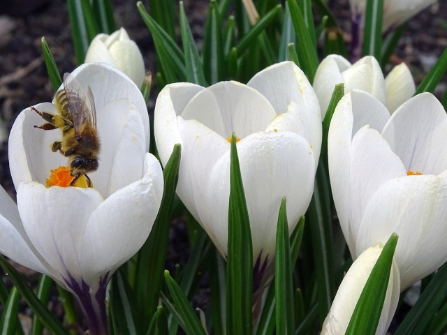 Маленькие белые весенние крокусы опыляет пчела