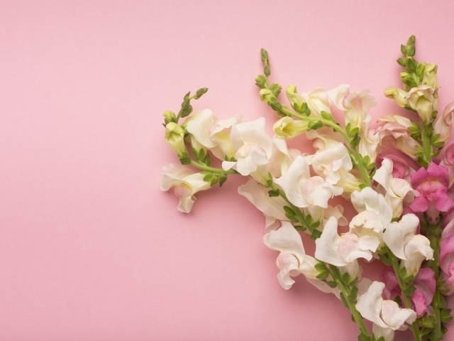 Цветы львиный зев на розовом фоне