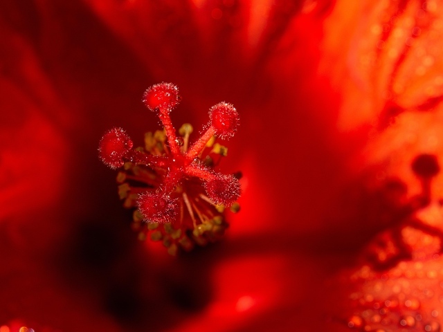Тычинка цветка красного гибискуса