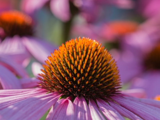 Серединка розового цветка эхинацеи