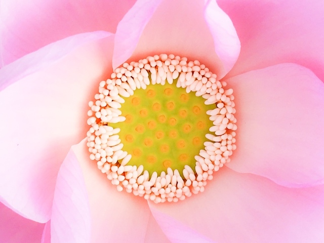 Серединка розового цветка лотоса 
