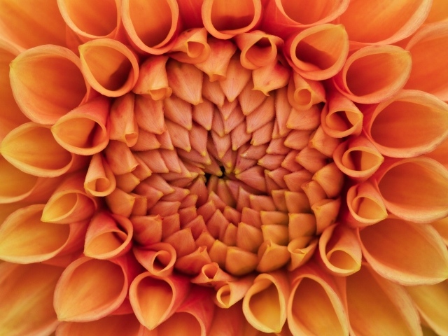 Серединка оранжевого цветка георгина