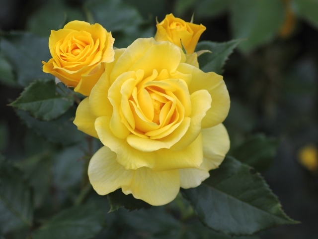 Три распускающихся розы на клумбе