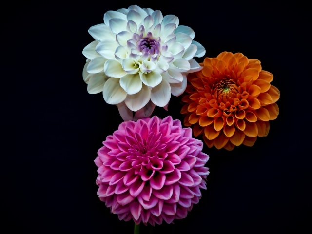 Три разноцветных цветка георгина на черном фоне