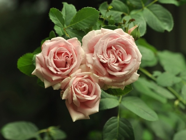 Три розовых розы с зелеными лепестками крупным планом