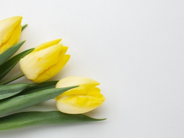 Три желтых тюльпана на сером фоне