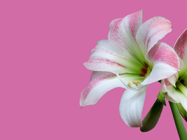 Два цветка амариллиса на розовом фоне