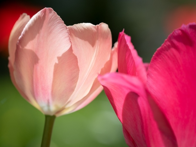 Два нежных тюльпана в лучах солнца