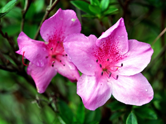 Два розовых цветка азалии крупным планом