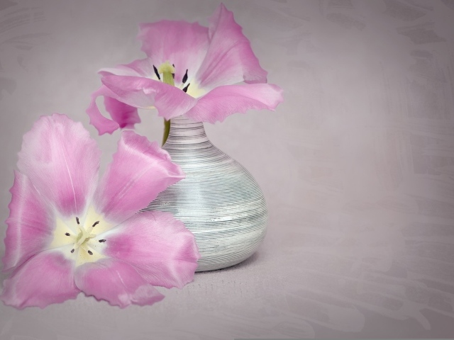 Два розовых тюльпана с вазой на сером фоне