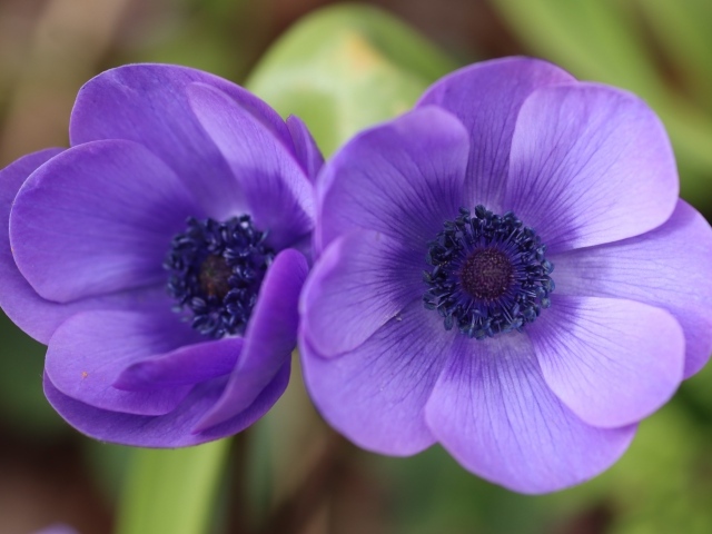 Два фиолетовых цветка анемона