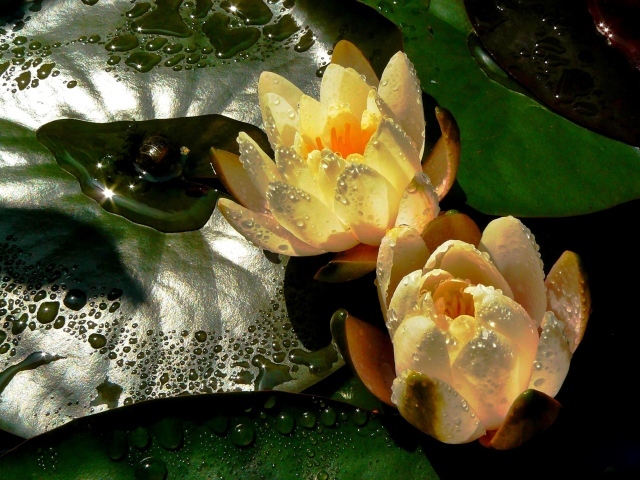 Две мокрых водяных лилии с зеленым листом в пруду
