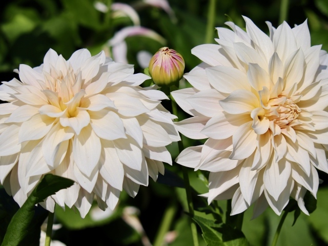 Два белых цветка георгина с бутонами крупным планом