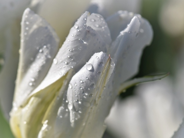 Капли воды на белых лепестках тюльпана