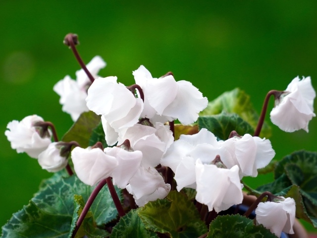 Белый цветущий комнатный цветок цикламен