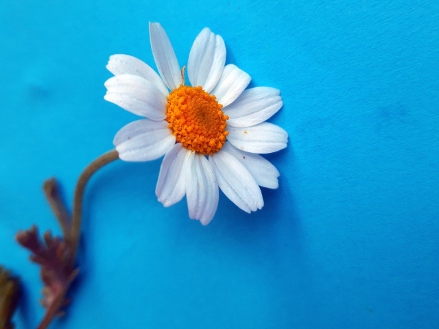 Белый цветок ромашки на голубом фоне