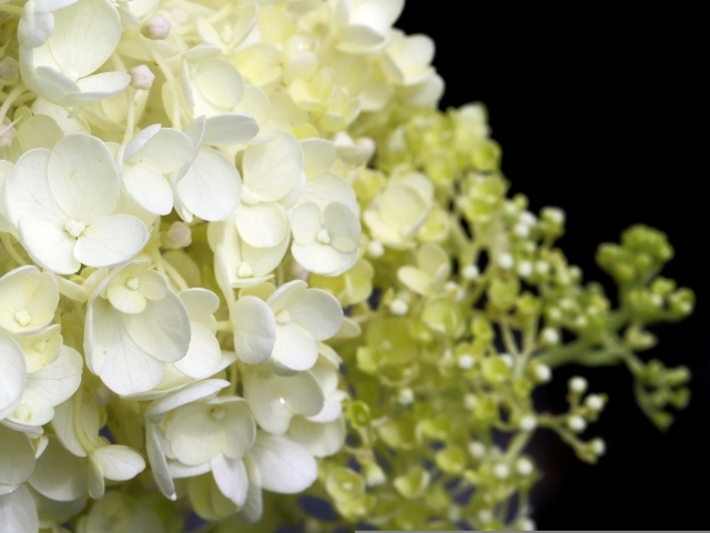 Белые нежные цветы гортензия крупным планом