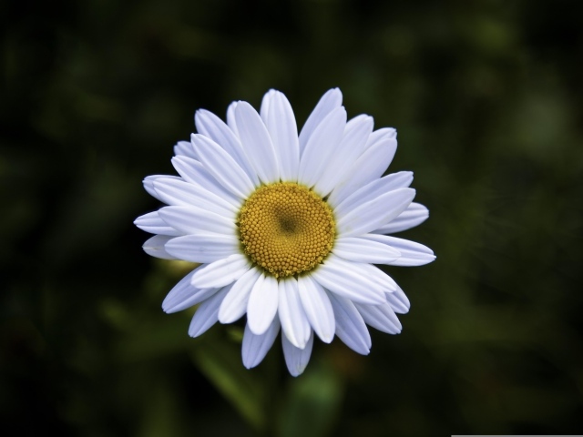 Белая полевая ромашка с желтой серединкой