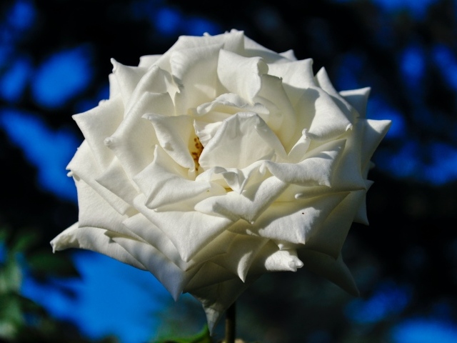 Белая садовая роза в лучах солнца