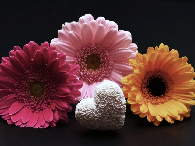 Белое сердце и три герберы на черном фоне