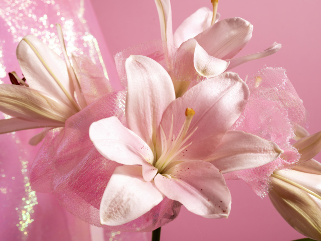 Белые лилии на розовом фоне крупным планом