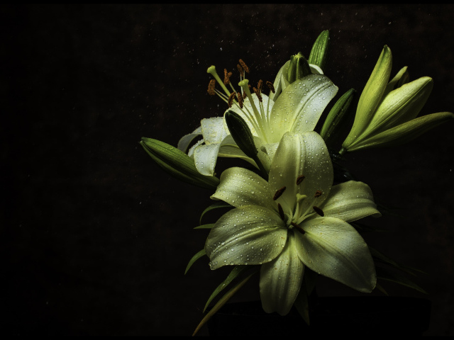 Белые цветы лилии в каплях росы на черном фоне