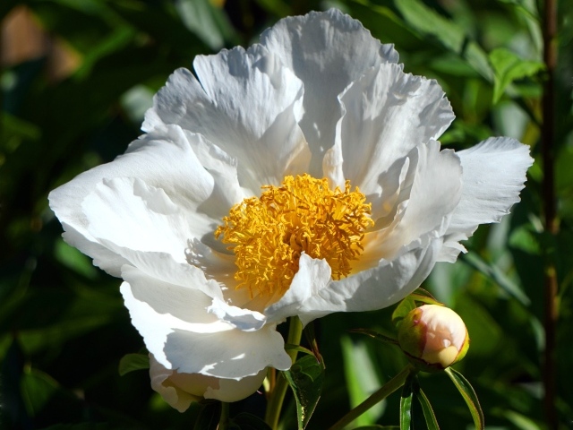 Белый пион с бутоном крупным планом