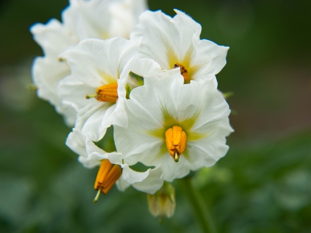 Белые цветы картофеля крупным планом