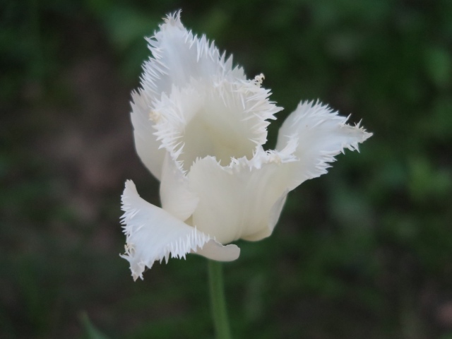 Белый тюльпан с волнистыми лепестками