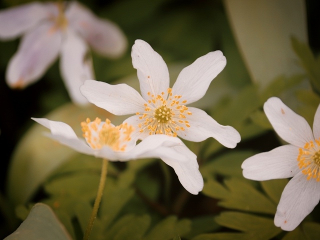 Белые полевые цветы ветреница