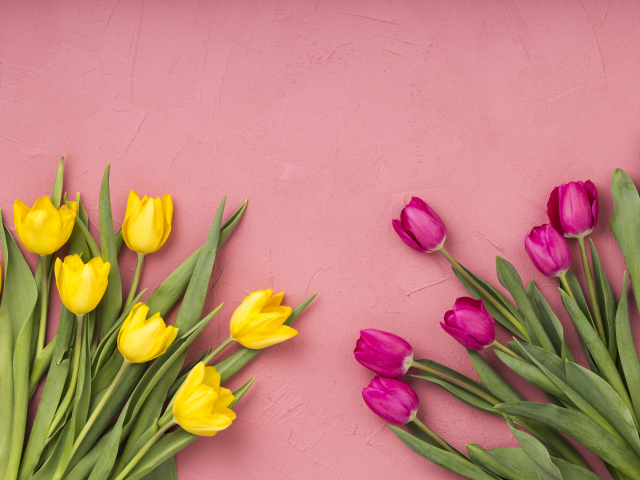 Желтые и сиреневые тюльпаны на розовом фоне