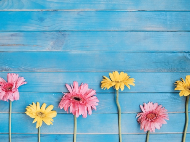 Желтые и розовые цветы герберы на голубом фоне