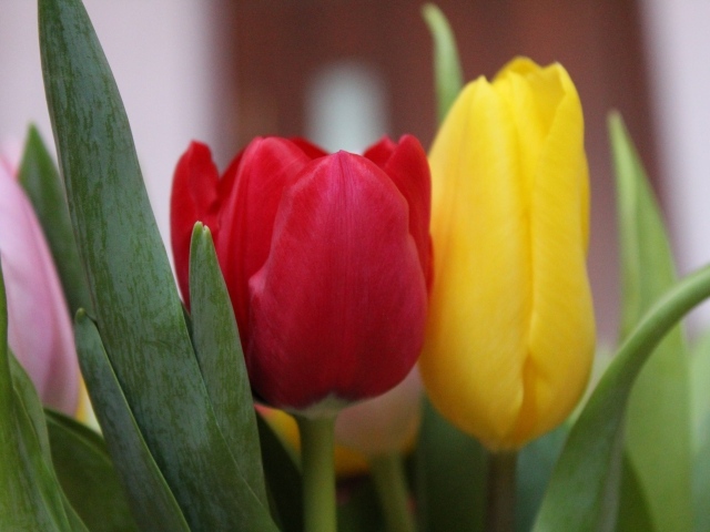 Желтый и красный тюльпан крупным планом