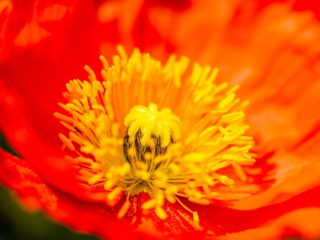 Желтая серединка красного мака крупным планом