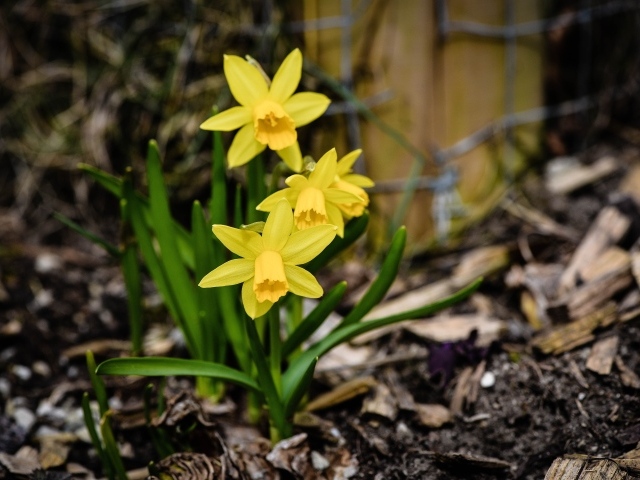 Желтые нарциссы с зелеными листьями на земле весной