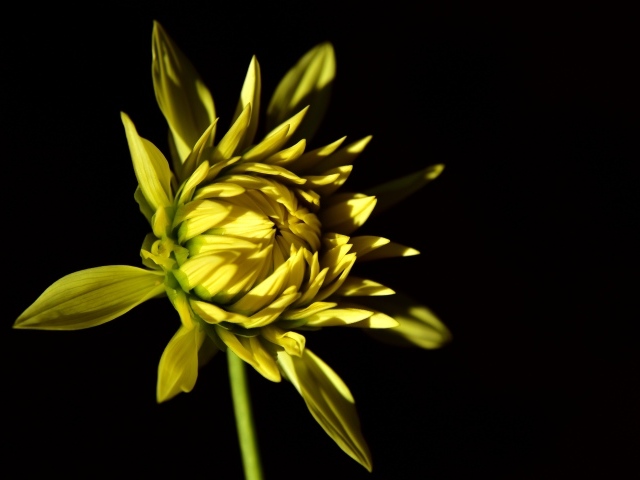 Желтый цветок георгина на черном фоне