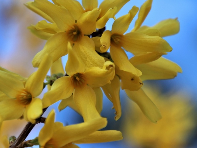 Желтые цветы форзиция крупным планом