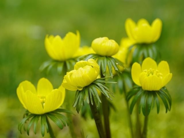 Желтые цветы рябчика крупным планом