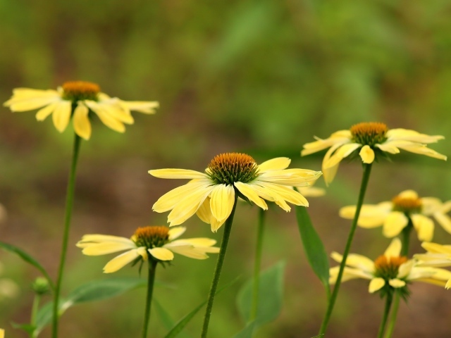 Желтые садовые цветы крупным планом