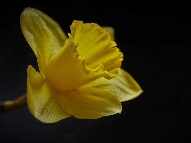 Желтый цветок нарцисса на черном фоне