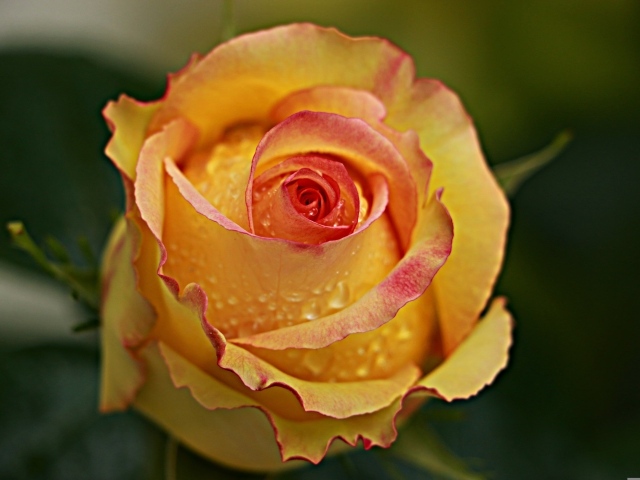 Желтая роза в каплях крупным планом